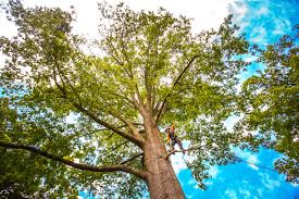 Best Tree Disease Treatment  in Jay, OK