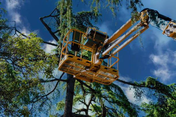 Why Choose Our Tree Removal Services in Jay, OK?