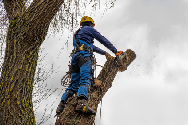 Best Tree Risk Assessment  in Jay, OK