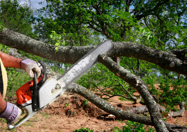 Best Utility Line Clearance  in Jay, OK