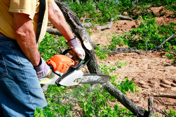 Best Emergency Tree Removal  in Jay, OK