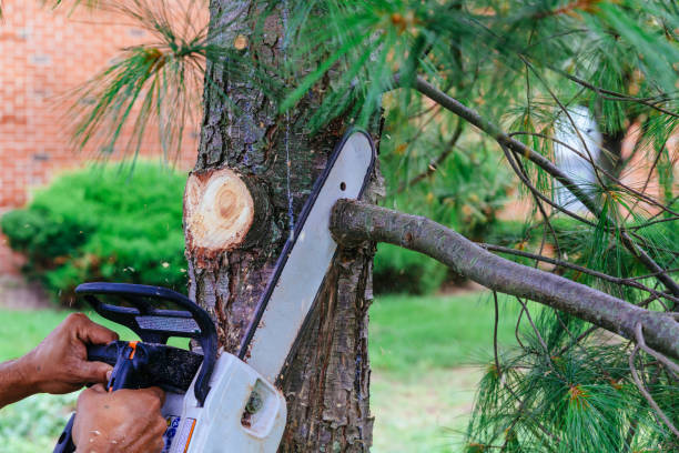 Best Tree Trimming and Pruning  in Jay, OK